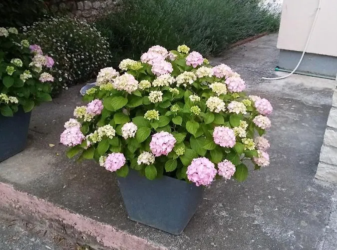 Luca Апартаменты Ражанац