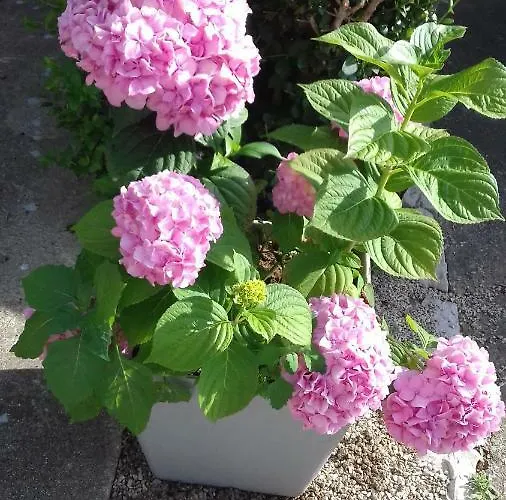 Апартаменты Luca Ражанац