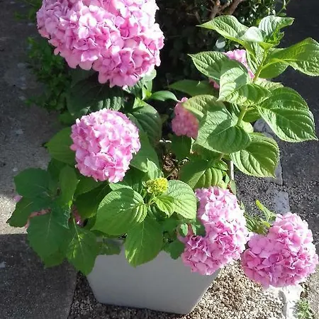 Apartamento Luca Ražanac