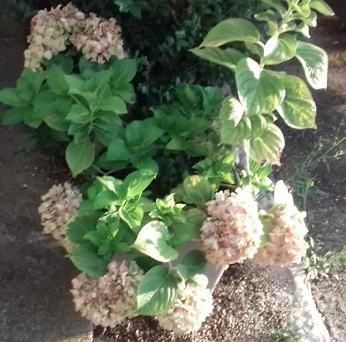 דירה Luca Ražanac